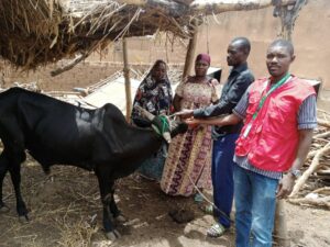 Remise de bétails à la coopérative BENKADI